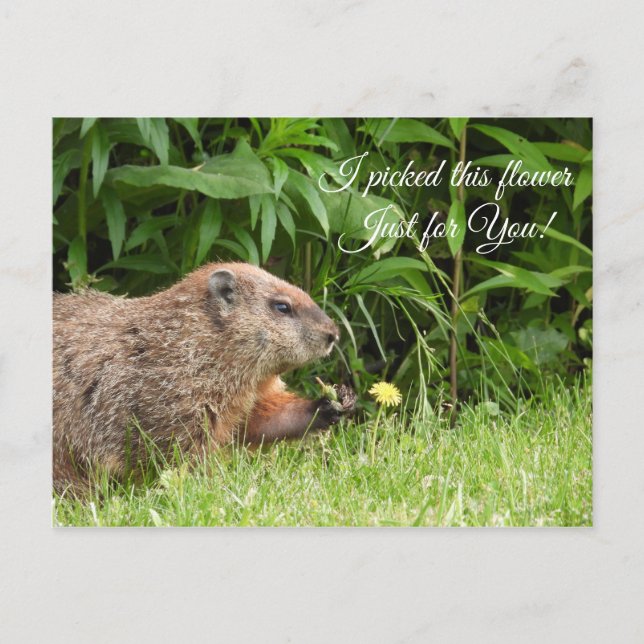 Postal Groundhog/Woodchuck entrega flor (Anverso)