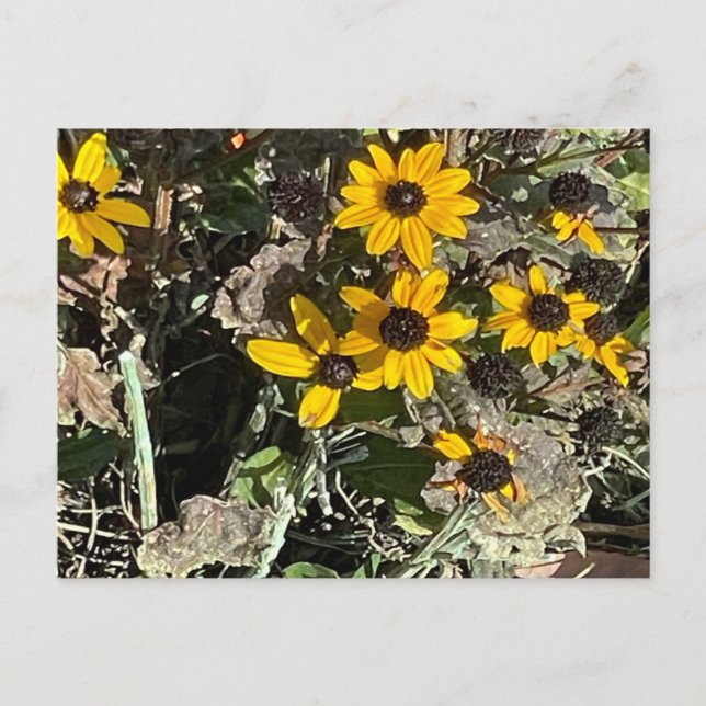 Postal Group of Yellow Flowers Postcard (Anverso)