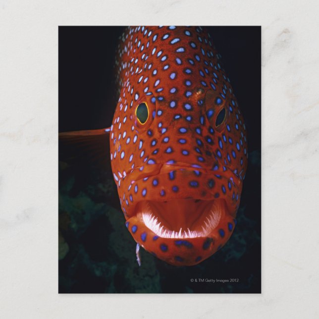 Postal Grouper Jewel, Cefhalopholis miniata (Anverso)