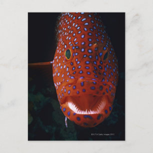 Postal Grouper Jewel, Cefhalopholis miniata