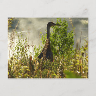 Postal Grúa arenosa en Moose Ponds en Grand Teton