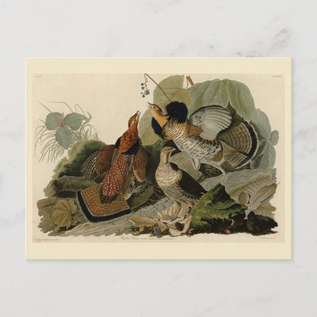 Postal Grueso espumoso - de los pájaros de los Estados Un (Anverso)