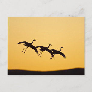 Postal Grulla canadiense aterrizando al atardecer