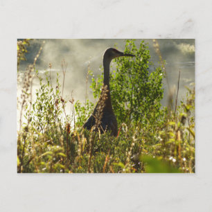 Postal Grulla Canadiense en Moose Ponds en Grand Teton