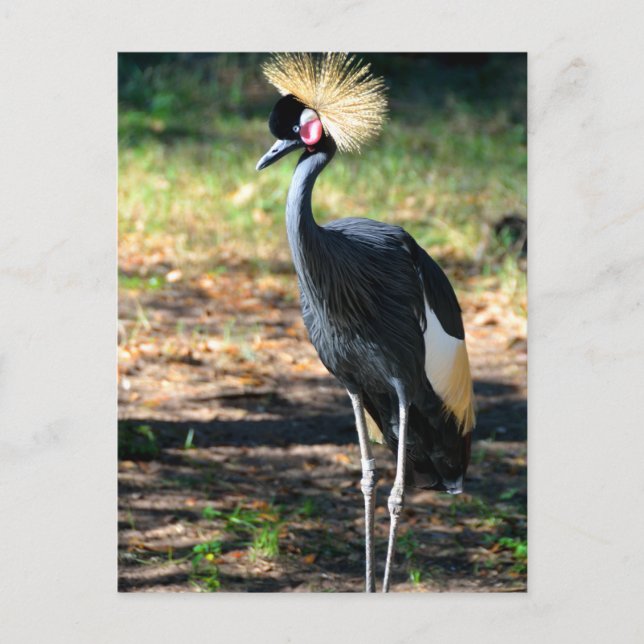 Postal Grulla coronada de África Occidental (Anverso)