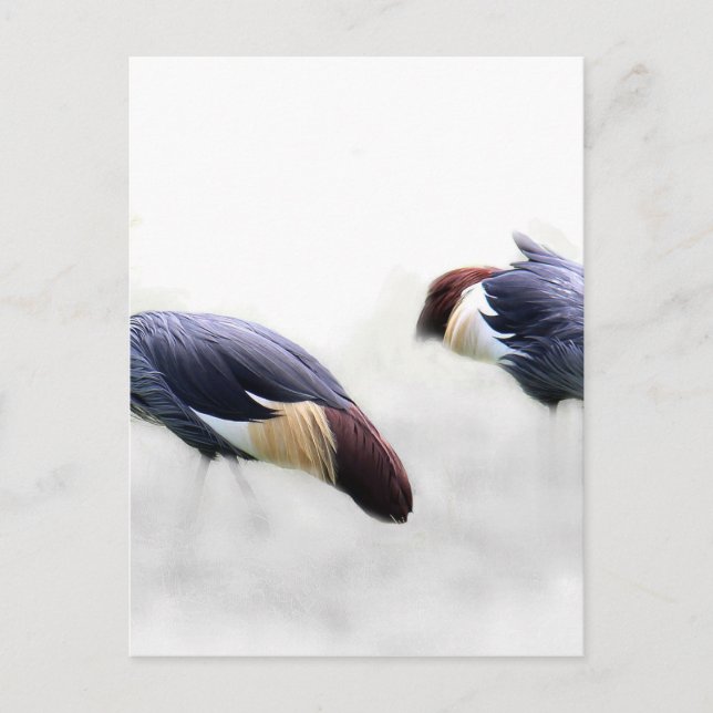 Postal grulla coronada gris alas plumas (Anverso)