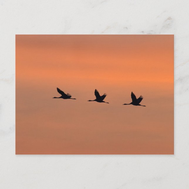 Postal Grullas al amanecer (Anverso)