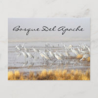 Grullas Arenosas Misty, Bosque del Apache