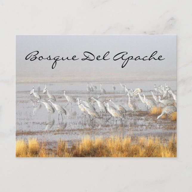 Postal Grullas Arenosas Misty, Bosque del Apache (Anverso)