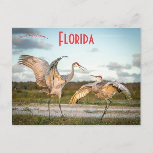 Postal Grullas de arena en la playa de Boynton Beach Flor