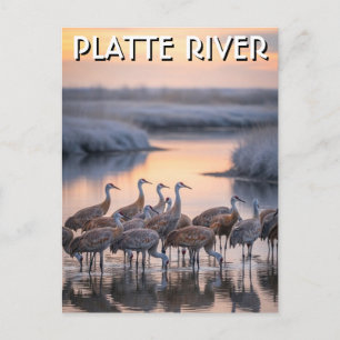 Postal Grullas de la arena del río Platte Viajes a Nebras