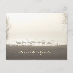 Postal Grullas en la niebla Bosque del Apache