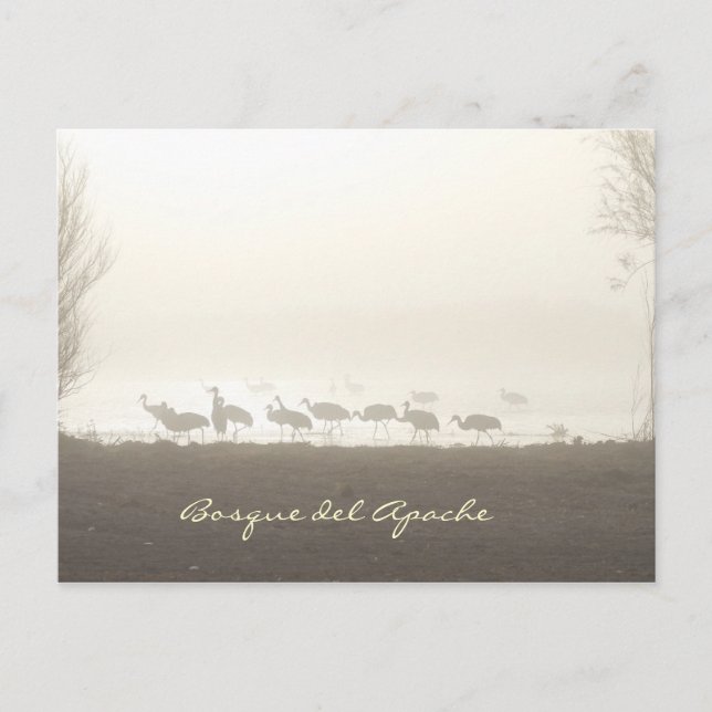 Postal Grullas en la niebla Bosque del Apache (Anverso)