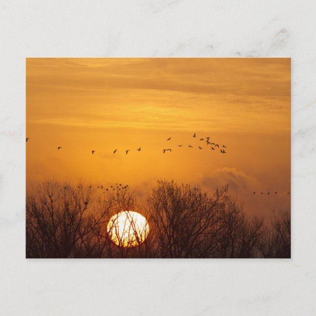 Postal Grullas siluetadas contra el sol naciente (Anverso)