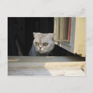Postal Grumpy Cat 2.0