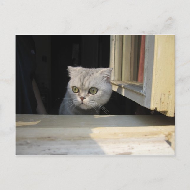 Postal Grumpy Cat 2.0 (Anverso)