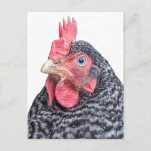 Postal Grumpy Chicken Funny Frowing Hen Photo