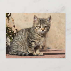 Postal Grumpy Kitten