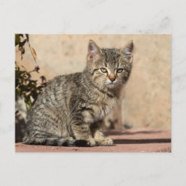 Postal Grumpy Kitten
