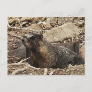 Postal Grumpy Marmot