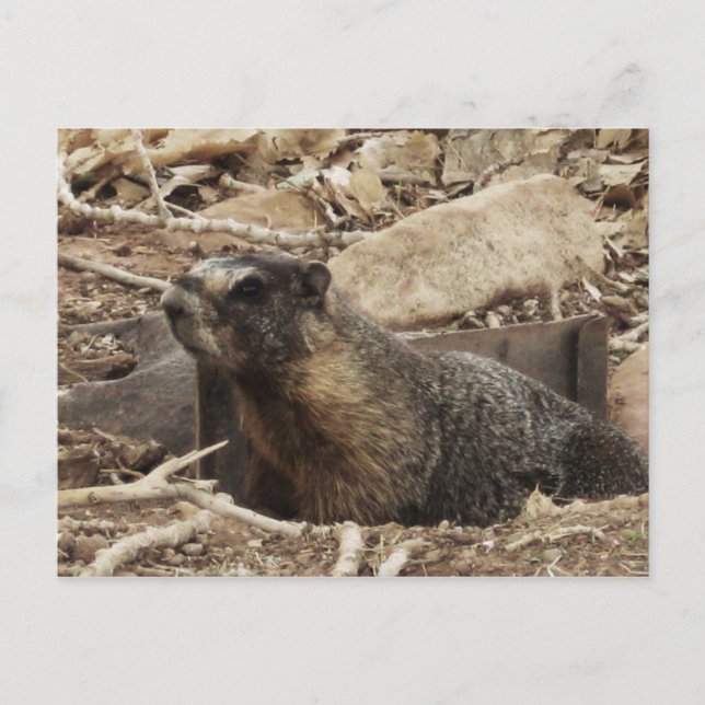 Postal Grumpy Marmot (Anverso)