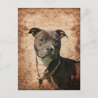 Postal Grunge Pit Bull Terrier