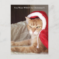 Postal gruñona divertida del navidad del gato del