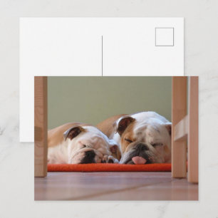 Postal Grupo Bulldog durmiendo