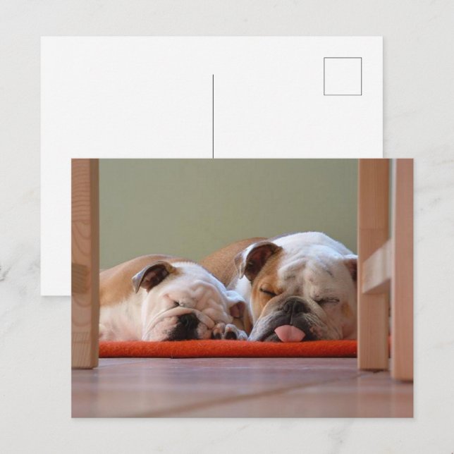 Postal Grupo Bulldog durmiendo (Anverso / Reverso)