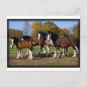 Postal grupo clydesdale