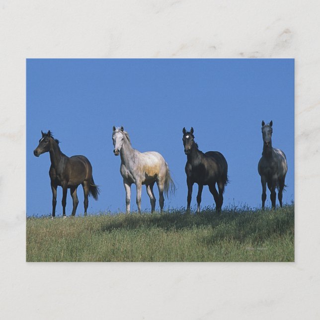 Postal Grupo de árabes (Anverso)