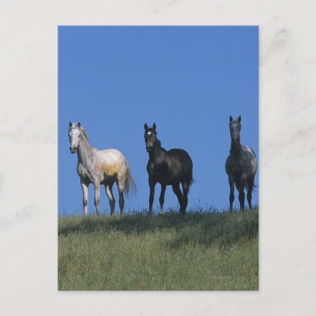 Postal Grupo de árabes (Anverso)