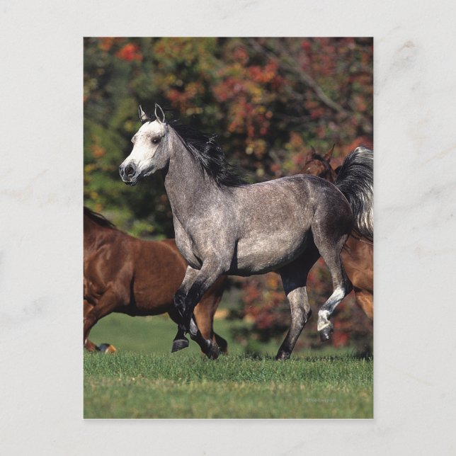 Postal Grupo de caballos árabes en carrera (Anverso)