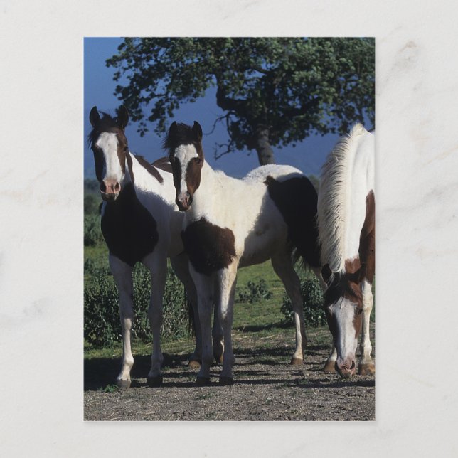 Postal Grupo de caballos de la pintura (Anverso)