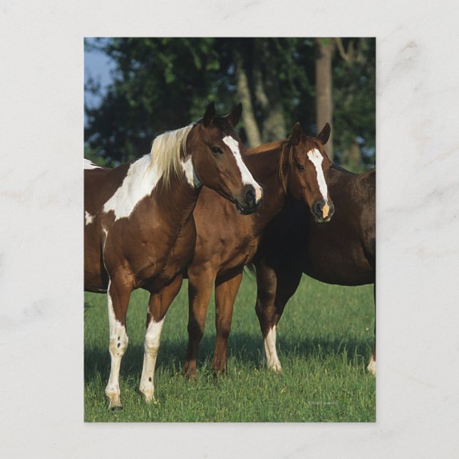 Postal Grupo de Caballos de Pintado Permanente (Anverso)