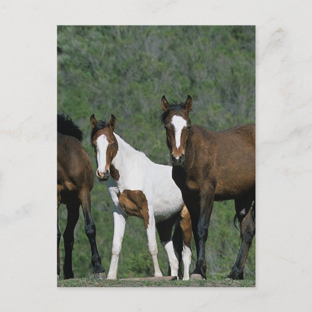 Postal Grupo de Caballos Mustang Silvestres (Anverso)
