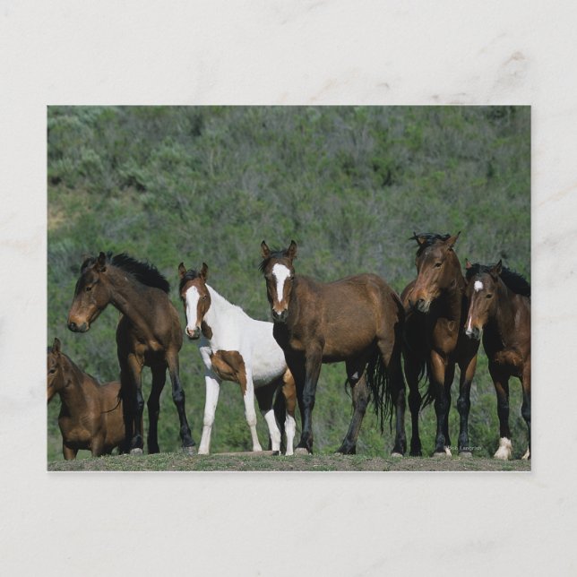 Postal Grupo de Caballos Mustang Silvestres (Anverso)