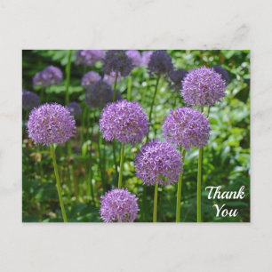 Postal Grupo de flores de Allium púrpura Gracias