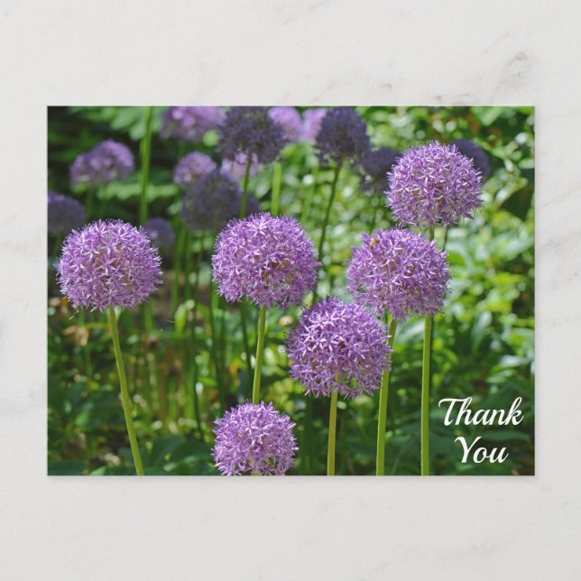 Postal Grupo de flores de Allium púrpura Gracias (Anverso)