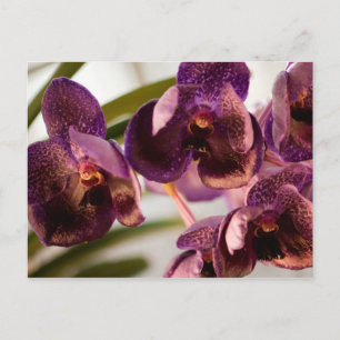 Postal Grupo de flores de cera de orquídea Vanda Pure