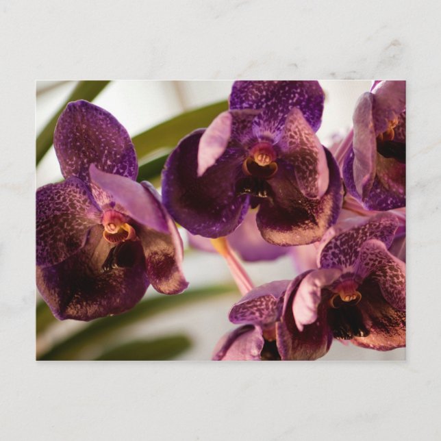 Postal Grupo de flores de cera de orquídea Vanda Pure (Anverso)