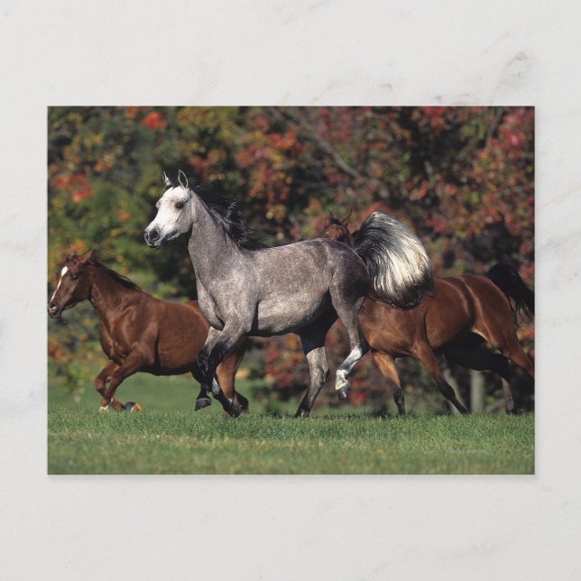 Postal Grupo de funcionamiento árabe de los caballos (Anverso)