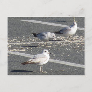 Postal Grupo de gaviotas