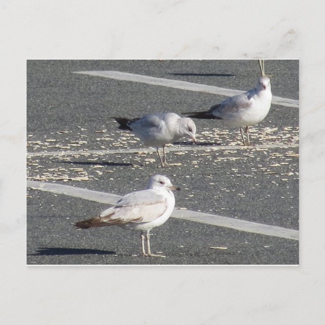 Postal Grupo de gaviotas (Anverso)