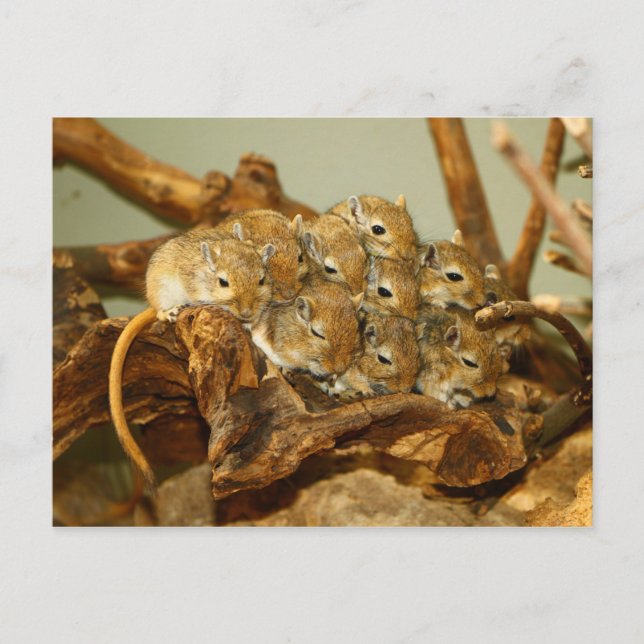 Postal Grupo de Gerbils Mongoles Meriones Unguiculatus (Anverso)