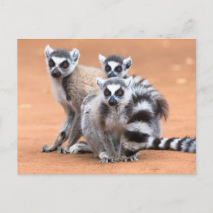 Postal Grupo de Lemurs con Colas