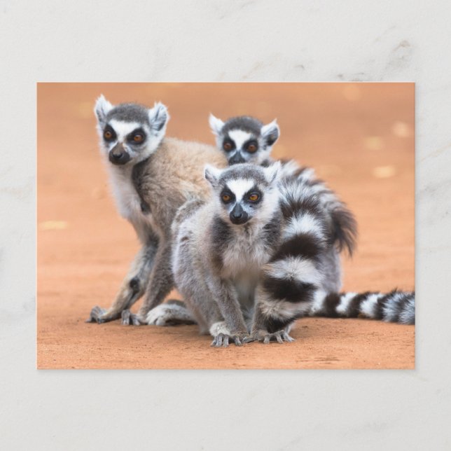 Postal Grupo de Lemurs con Colas (Anverso)