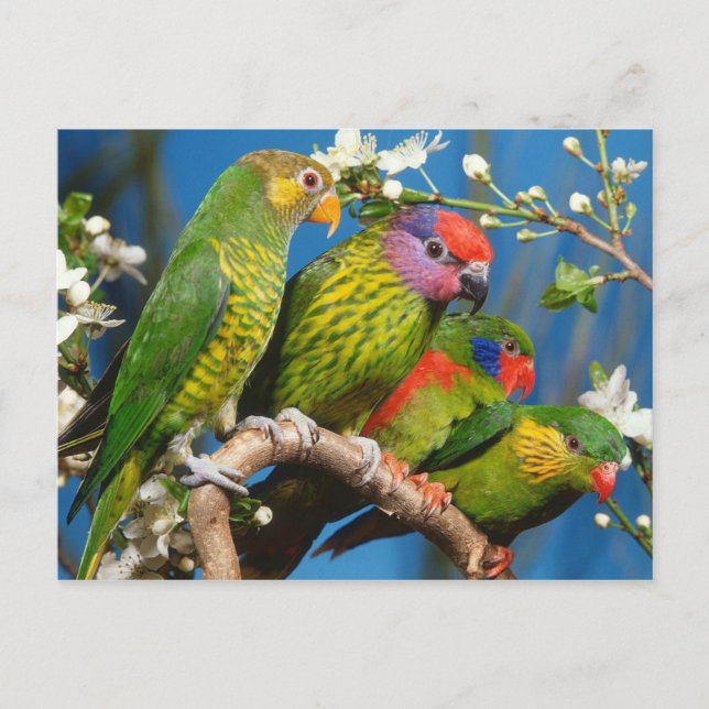 Postal Grupo de Lories (Anverso)