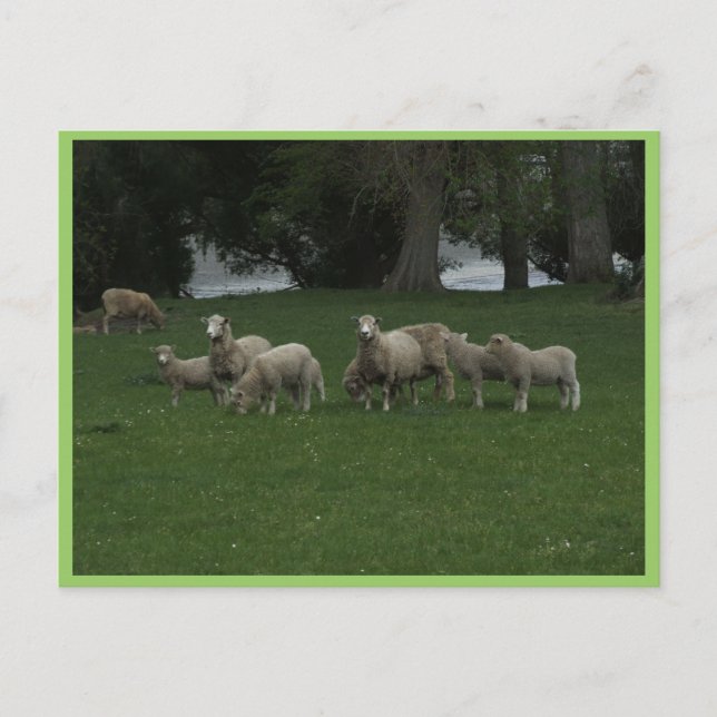 Postal Grupo De Ovejas Que Comen Grasa (Anverso)