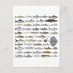 Postal Grupo de peces de agua dulce del sur de Asia